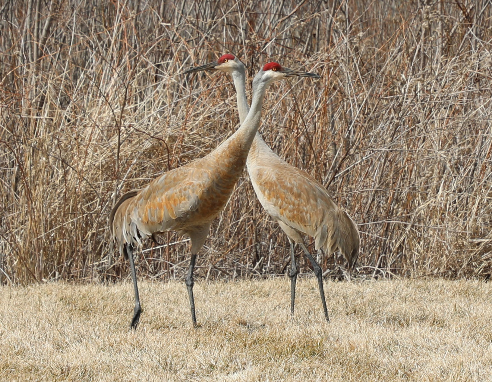 Sandhill Cranes